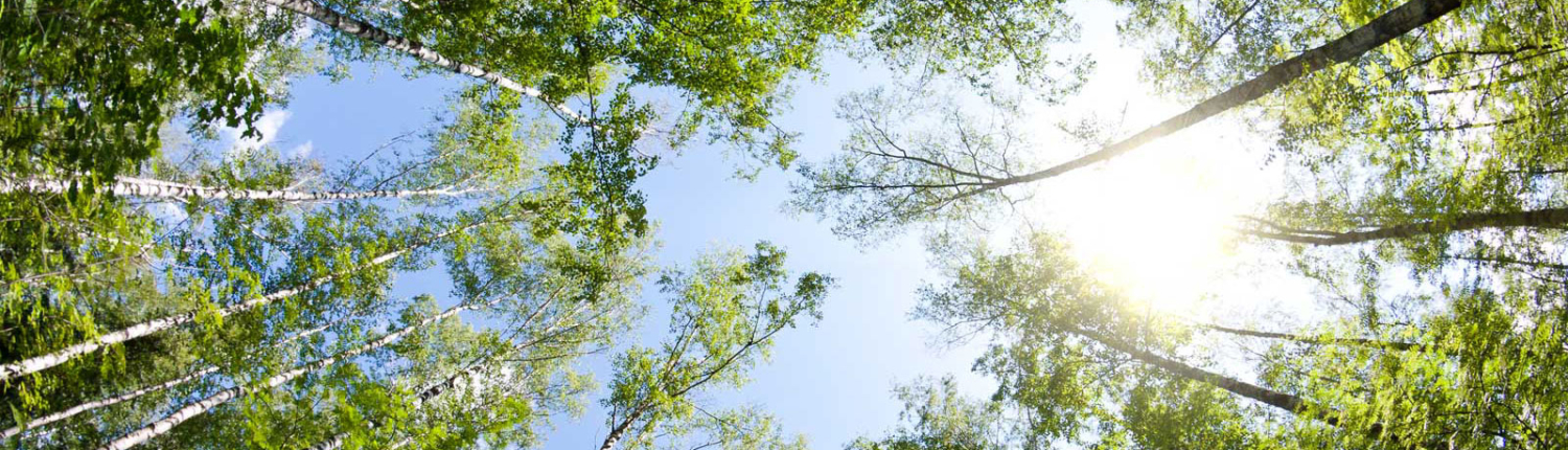 looking up through trees to a sunny sky