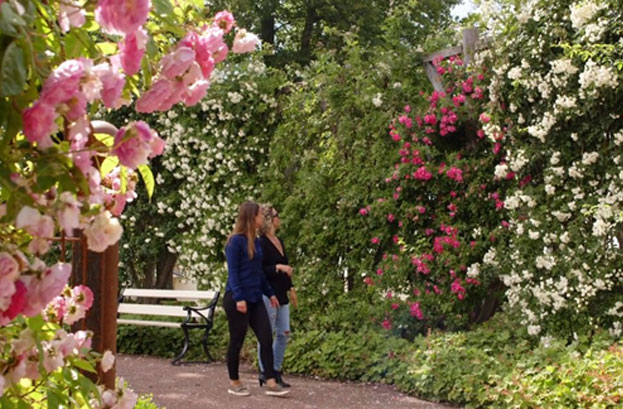 two women walking by large rose bush